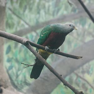 Wompoo fruit-dove