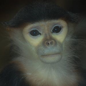 Red-shanked douc langur