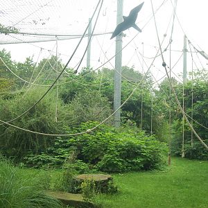 Bonobo Outdoor Exhibit