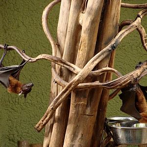 Zoo Wrocław 21.08.2011