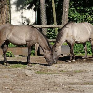 Zoo Wrocław 21.08.2011