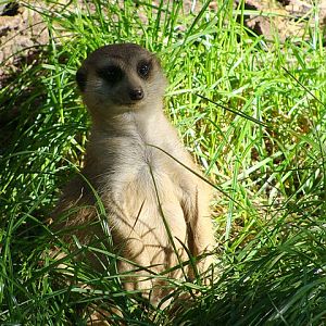 Zoo Wrocław 21.08.2011