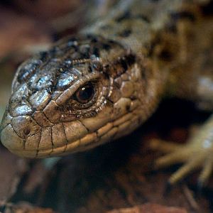 Zoo Wrocław 21.08.2011