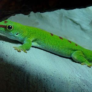 Zoo Wrocław 21.08.2011