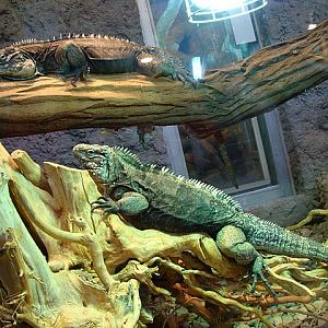 Zoo Wrocław 21.08.2011