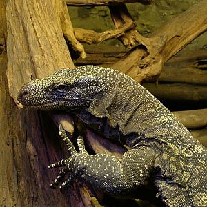 Zoo Wrocław 21.08.2011