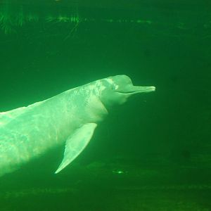 Orinoco dolphin