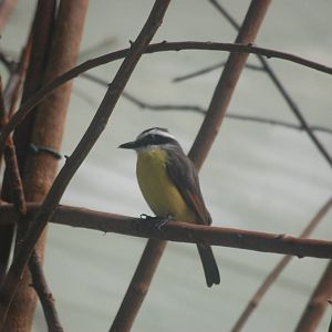 Lesser kiskadee flycatcher