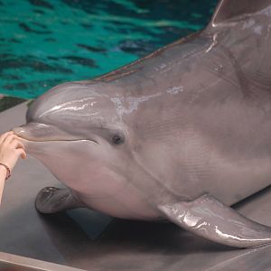 Common bottlenose dolphin