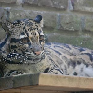 Indochinese Clouded Leopard