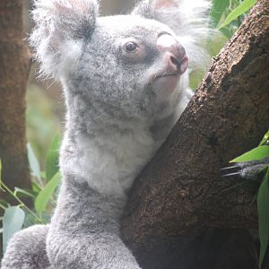 Queensland koala