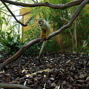 squirrel monkey at Jardin Zoologique Tropical (La Londe-France)