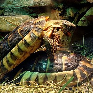 Zoo Wrocław 21.08.2011