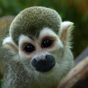 squirrel monkey