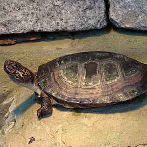Zoo Wrocław 21.08.2011