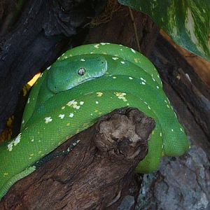 Zoo Wrocław 21.08.2011