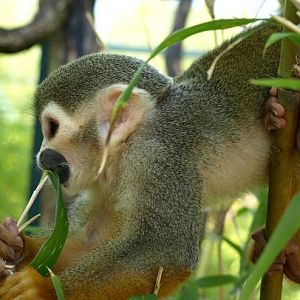common squirrel monkey