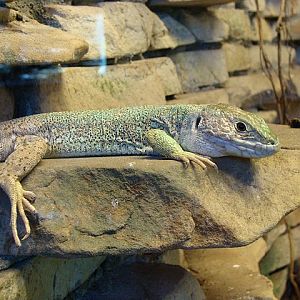 Zoo Wrocław 21.08.2011
