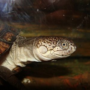 Zoo Wrocław 21.08.2011