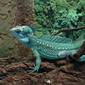 Zoo Wrocław 21.08.2011