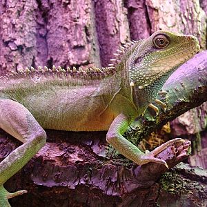 Zoo Wrocław 21.08.2011