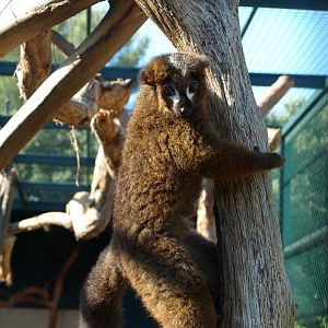 Eulemur rubriventer