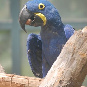 Hyacinth macaw