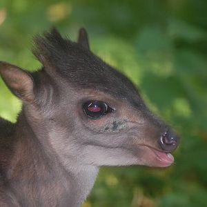 Cameroon blue duiker