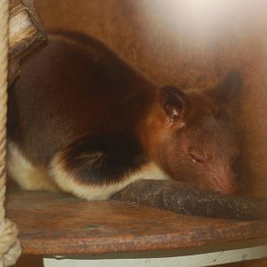 Goodfellow's tree kangaroo