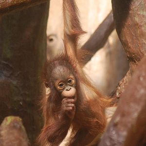 Baby Western bornean orangutan