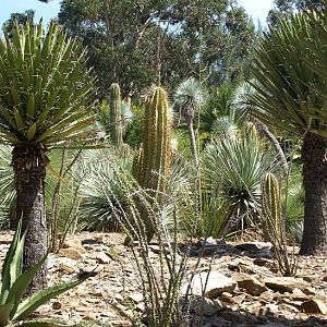 Yuccas and cacti