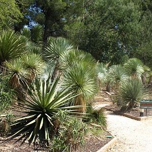 First cactus garden.