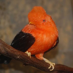 Andean cock-of-the-rock