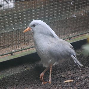 Kagu