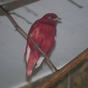 Pompadour cotinga