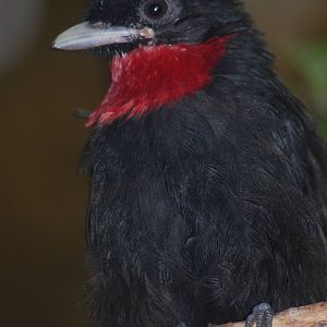 Purple-throated fruitcrow