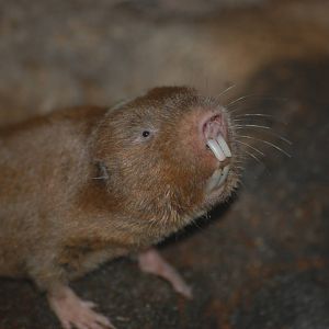 Ansell's mole-rat