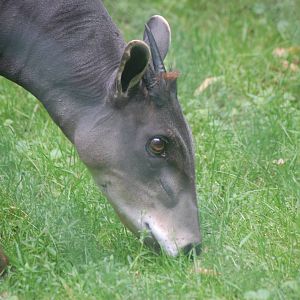 Yellow-backed duiker