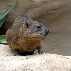 Rock Hyrax