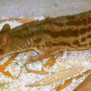 Fanaloka; RSCC Sandwich; 20th August 2011