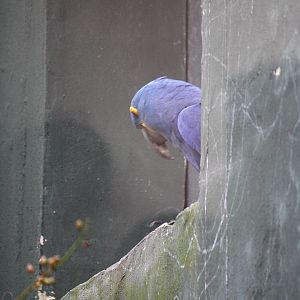 Hyacinth macaw fledgling