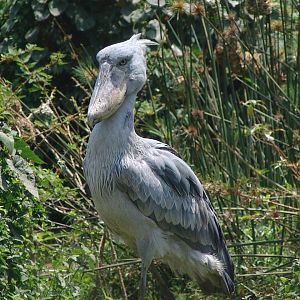 Shoebill Stork (Balaeniceps rex)