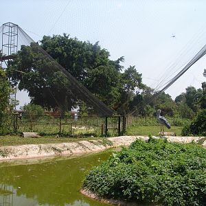 Shoebill Stork's (Balaeniceps rex) Aviary