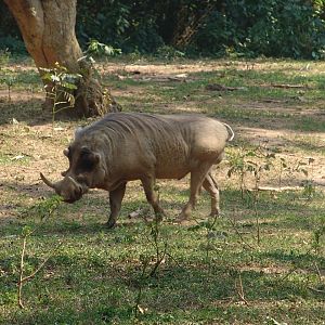 Warthog (Phacochoerus africanus) male