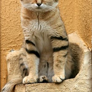 Sand cat; RSCC Sandwich; 20th August 2011