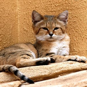 Sand cat; RSCC Sandwich; 20th August 2011