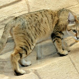 Sand cat; RSCC Sandwich; 20th August 2011