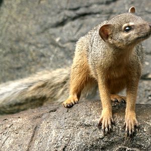 Narrow-striped mongoose; RSCC Sandwich; 20th August 2011
