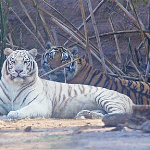 white and orange tiger