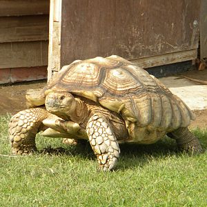 African spurred Tortoise at Blackpool Zoo 21/08/11